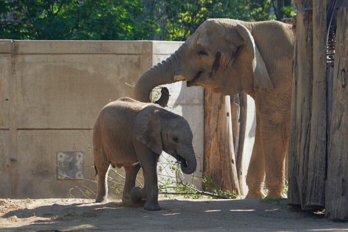 Foto: Tierpark Berlin