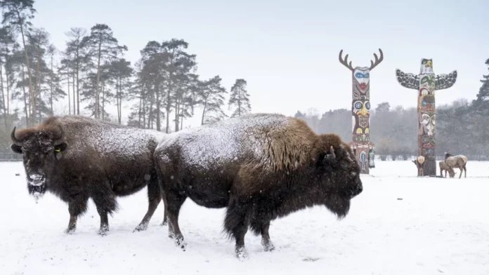 Foto: Serengeti-Park Hodenhagen