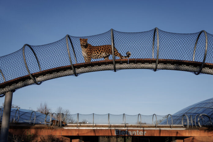 Foto: Copenhagen Zoo // Frank Ronsholt