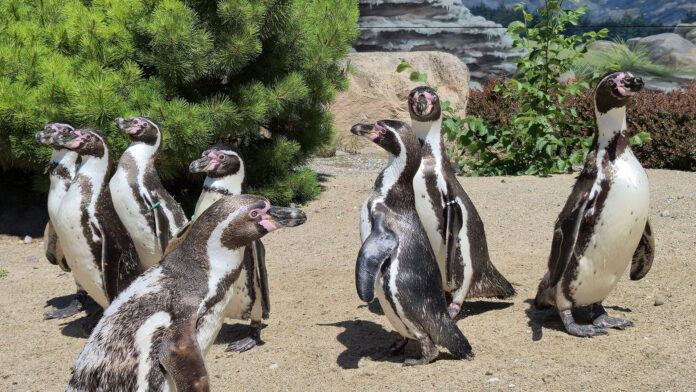 Foto: Zoologischer Garten Rostock